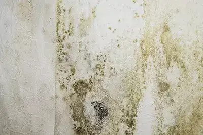 mold growth on the wall